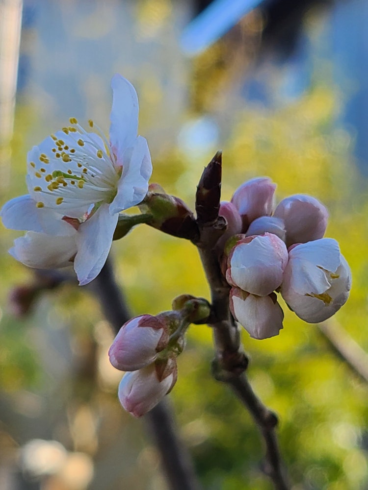 [相片1]櫻花樹在家裡的花園裡生長當花朵完成時，它們每年都會結出很多果實。