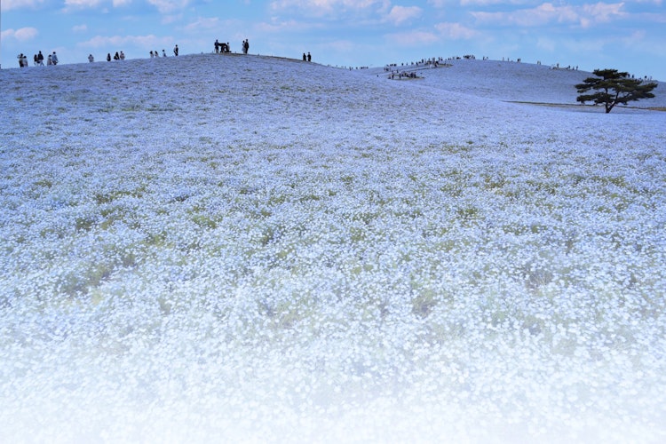 [이미지1]국영 히타치 해변 공원의 네모필라.모두 파란색으로 큰 넓고 넓은 바다처럼 보입니다. 😊