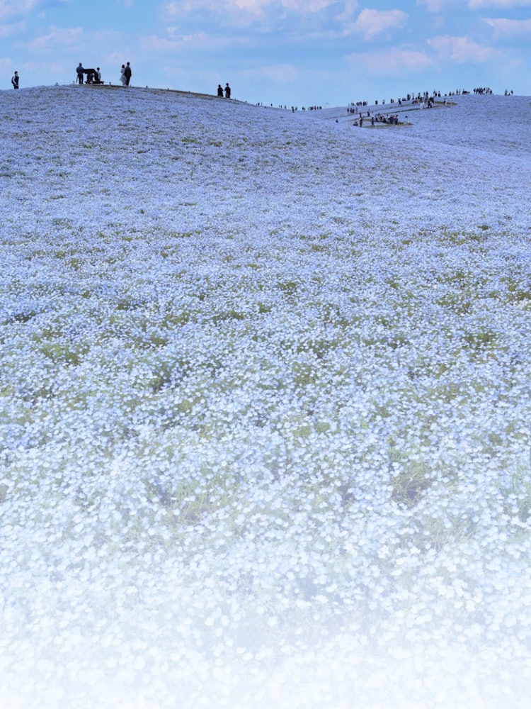 [Image1]Nemophila at the state-run Hitachi Seaside Park.It is all blue, and it looks like a large Sea Field.