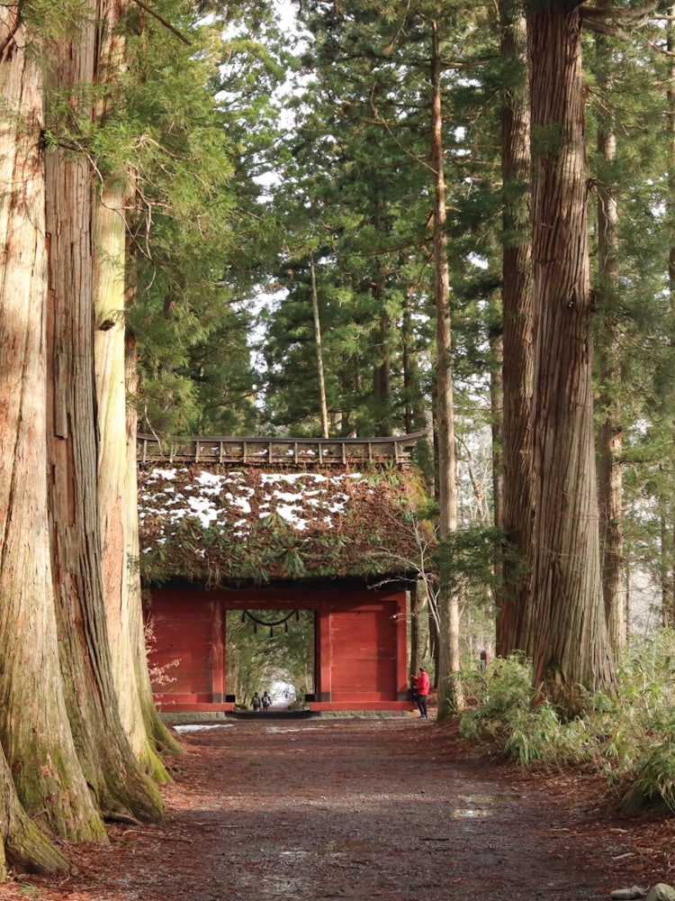 [相片1]长野县戸隠神社奥社雪松林立的栈木道和清新的空气都很干净你可以一直看
