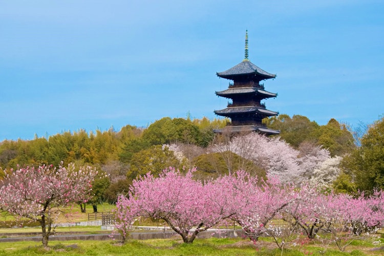 [이미지1]오카야마 현 소자시에있는 빈추쿠의 사원입니다.벚꽃과 경쟁하는 것은 복숭아 꽃입니다.이 지역은 복숭아 산지이자 모모타로와 관련된 곳이기도 합니다.만개한 꽃을 보면서 산책하는 사람들을