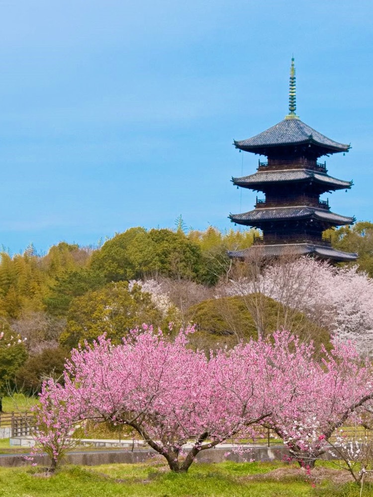 [相片1]它是岡山縣宗子市的備中寺。與櫻花競爭的是桃花。這個地區也是一個桃子產區，也是桃太郎有關的地方。當我看到人們一邊漫步，一邊看著盛開的花朵時，它似乎是一個桃色小鎮。