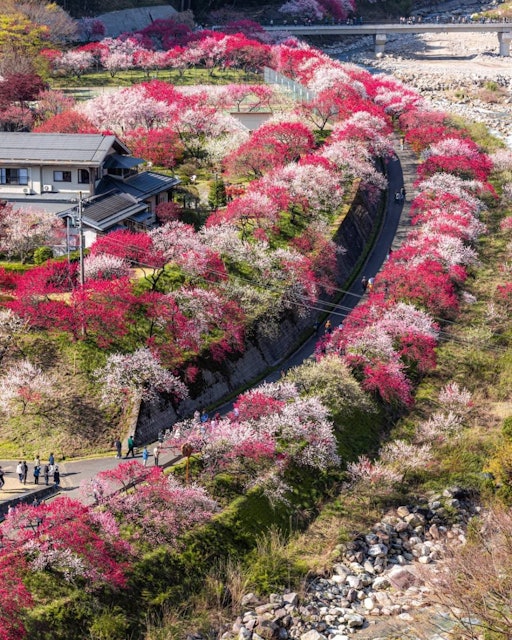 [画像1]日本の桃源郷🍑こちらは、長野県にある「花桃の里」毎年、4月下旬〜5月上旬にかけて、見頃を迎えます。日本一の桃源郷とはここのこと！坂を15分ほど上がると疲れも吹き飛ぶくらいの絶景がお待ちかねです😆撮影地