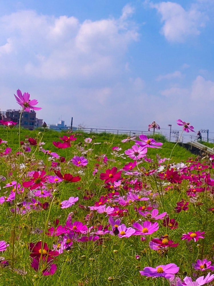 [Image1]Hirai Sports ParkSkytree and Cosmos were 🌼 lovely