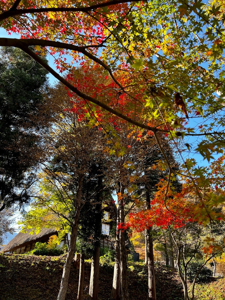 [相片1]被登錄為世界文化遺產的岐阜縣白川村的白川鄉。 白川鄉露天博物館合掌造民華園， 2022/11/9紅、黃、黃、綠、藍的天空，是各種顏色的最好的秋葉。