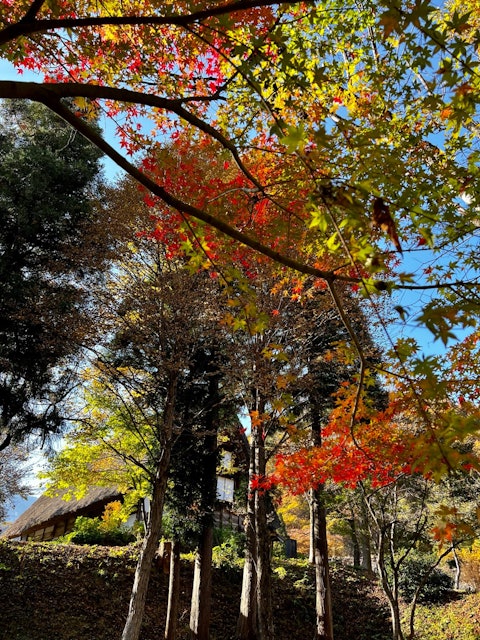 [画像1]世界文化遺産に登録されている岐阜県白川村の白川郷。 白川郷野外博物館合掌造り民家園、 2022/11/9撮影の景色です。赤、黄色、黄緑、緑に青空、全色揃った最高の紅葉でした。