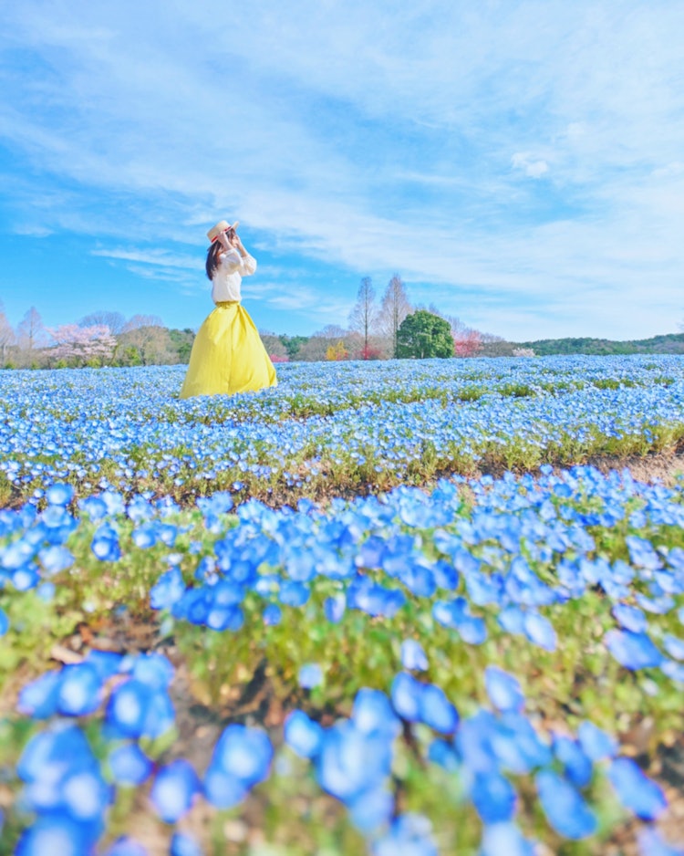 [이미지1]히로시마 세라타운 세라 고원 농장(히로시마의 추천 명소)#플라워 빌리지 👈 @kamunosato 푸른 하늘과 네모필라 블루는 네모필라 꽃과 같은 방향을 향📸하고 있는 쾌적한 꽃 마