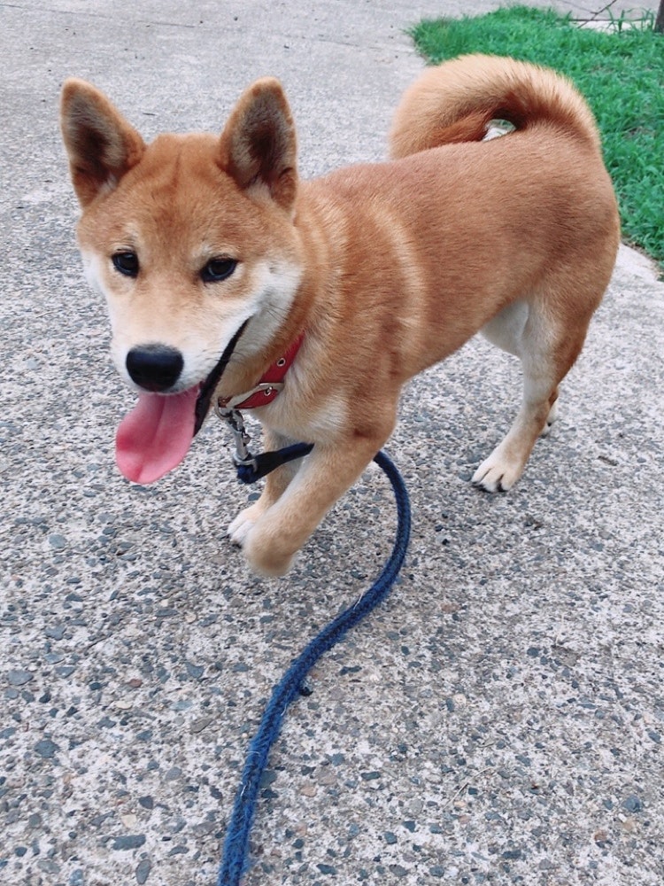 [画像1]撮影日･･･7月うちの愛犬のベルです。お散歩中にパシャリ📸