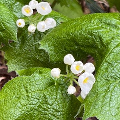 [Image2]In the coming season, the white petals become transparent in the rainy Gari, and the flowering time 