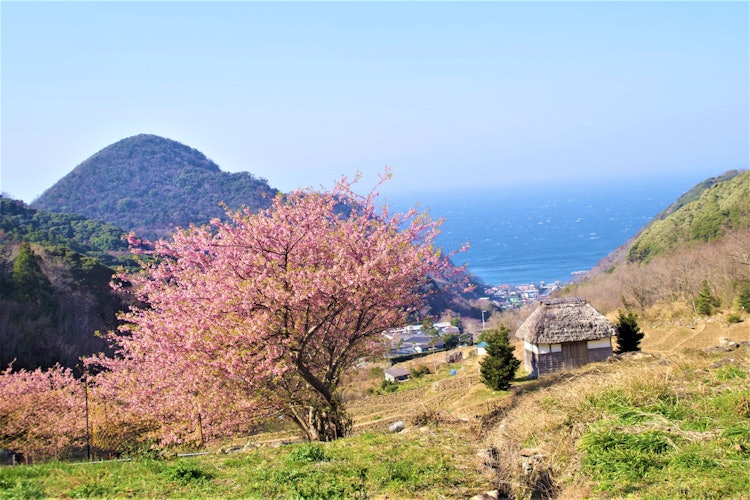[画像1]伊豆へ家族旅行に行った時に立ち寄った西伊豆にある石部の棚田です。 青空で天気も良く桜も綺麗でした。