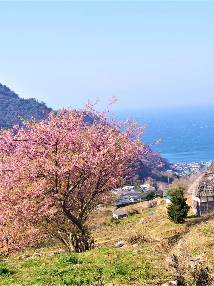 [相片1]這是伊豆西部石部的梯田，我去伊豆全家旅行時順便去過。 天空是藍色的，天氣很好，櫻花很美。