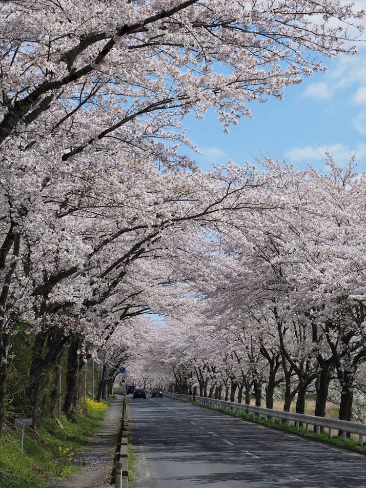 [이미지1]요시노 소메이는 7년에서 80년을 살았습니다. 미야기현 와쿠타니마치는 경제 성장과 하천 개보수로 사라진 벚꽃 나무를 되살리기 위해 25년 전에 '벚꽃 회랑' 프로젝트를 시작했습니다