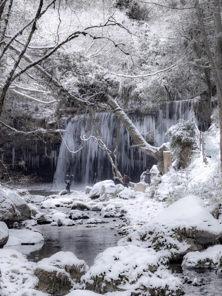 [Image1]KumamotoNabegatakiCurtains of icicles in winter