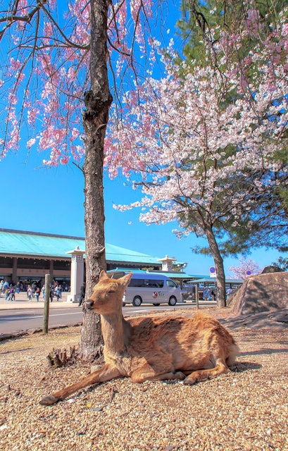 [画像1]「春に訪れたい日本の観光スポット」広島・宮島、フェリー乗り場「宮島桟橋」すぐにある桜桜の時期に訪れると、木陰でうたた寝しているかわいい鹿さんと出会えました。ぜひクリックしてご覧ください(*'▽')