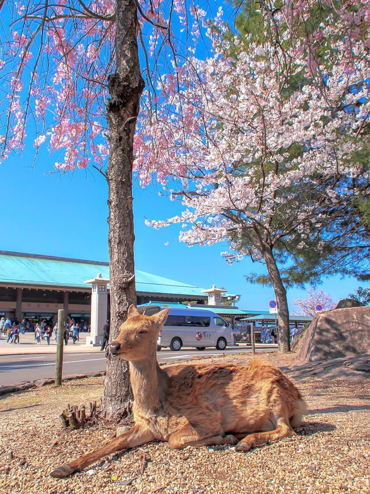 [相片1]“春天要去的日本觀光景點”廣島，宮島，渡輪碼頭「宮島碼頭」櫻花就在旁邊當我在櫻花季節訪問時，我遇到了一隻可愛的鹿在樹蔭下打盹。請點擊查看 （*'▽'）