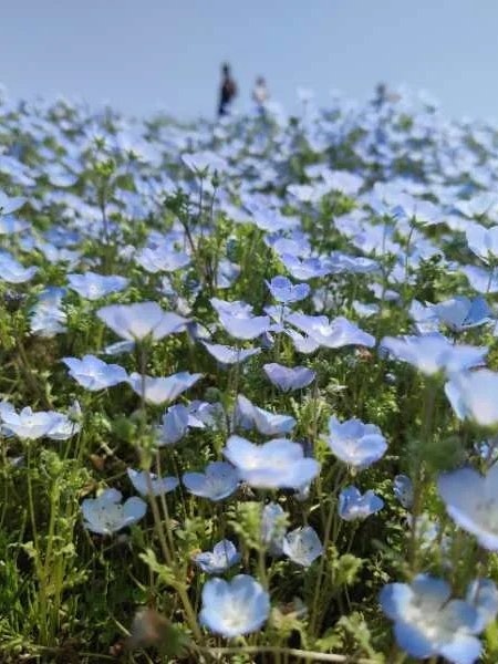 [Image1]Into the world of nemophilaIn Hitachi Seaside Park in Ibaraki, nemophila is blooming beautifully.It 