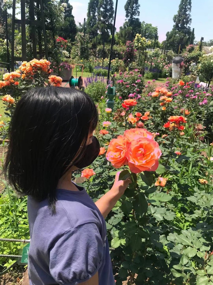 [画像1]堺市の浜寺公園内のバラ園🥀色とりどりに仲良く咲き誇っていて、見惚れてしまいました🌹