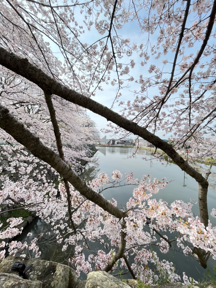 [Image1]Hikone, ShigaCherry blossoms 🌸 in Hikone Castle TownThe appearance of it blowing in the wind is also