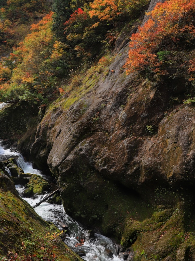 [Image1]This is the autumn foliage scenery of Komata Gorge in Kitaakita City, Akita Prefecture. Komata Gorge