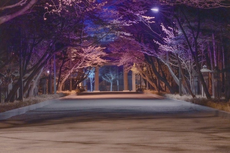 [相片1]夜樱和鸟居白天，北海道神宫的表参道挤满了许多樱花观赏者和崇拜者。到了晚上，它发生了变化，成为一个没有多少人去的地方，但它是唯一可以欣赏到梦幻般的夜间樱花的地方。鸟居和灯火通明的樱花营造出庄严的气氛。