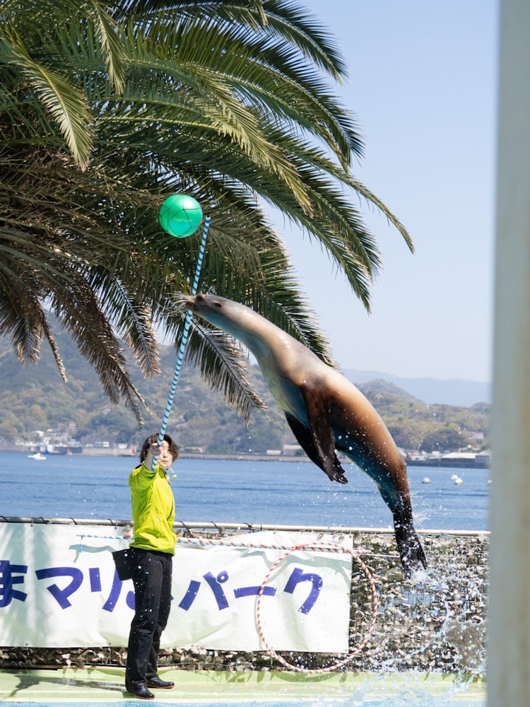 [Image1]I visited on a family trip, in Numazu, Shizuoka Prefecture.Sea lion show at Awashima Marine Park.A p