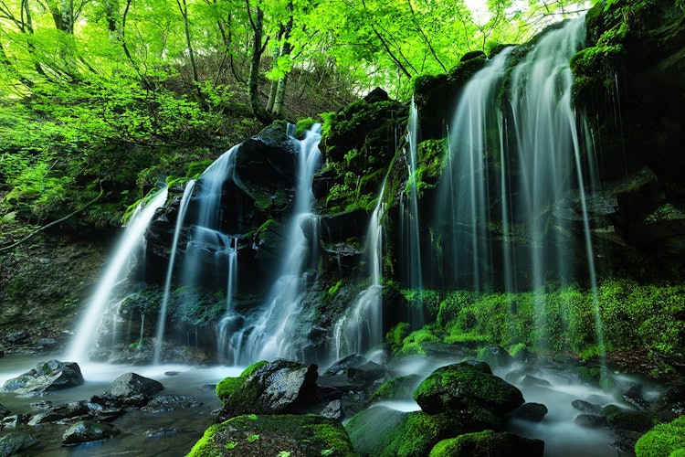 [画像1]兵庫県美方郡新温泉町にある「猿壺の滝」。 落差５ｍほどで、滝自体のスケールは大きくありませんが、優美な姿に魅了されます。 背景にそびえる大木や苔むした石など周囲の景色と相まって、とても美しいです。