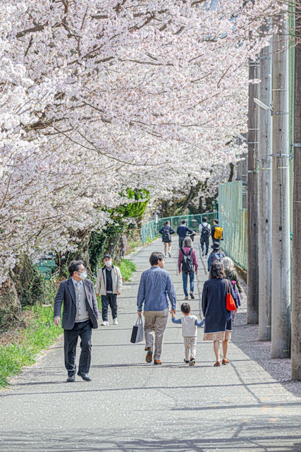 [画像1]京都山科の桜の道。静かな住宅街にある桜の名所で混んでいなかった。桜の道を歩く人々の姿を通して、春の日の暖かさと希望を感じました。