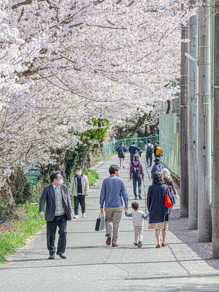[相片1]京都山科的櫻花之路。在一個安靜的住宅區，著名的櫻花景點並不擁擠。透過人們走在櫻花小徑上的景象，我感受到了春日的溫暖和希望。