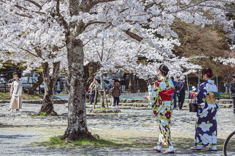 [画像1]桜が満開の京都嵐山の風景です。春の日の暖かい日差しを楽しむ市民の姿を見ることができました。