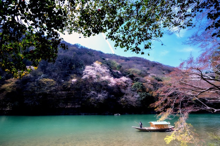 [画像1]嵐峡の山桜。春。 新年度スタートです。