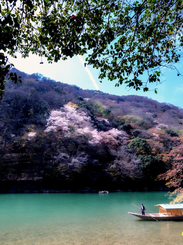 [Image1]Wild cherry blossoms in Arashikyo.Spring. It's the start of a new fiscal year.