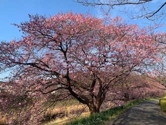 [Image1]The 26th Minami Cherry Blossom and Rape Blossom Festival2/9 Flowering InformationIt is 
