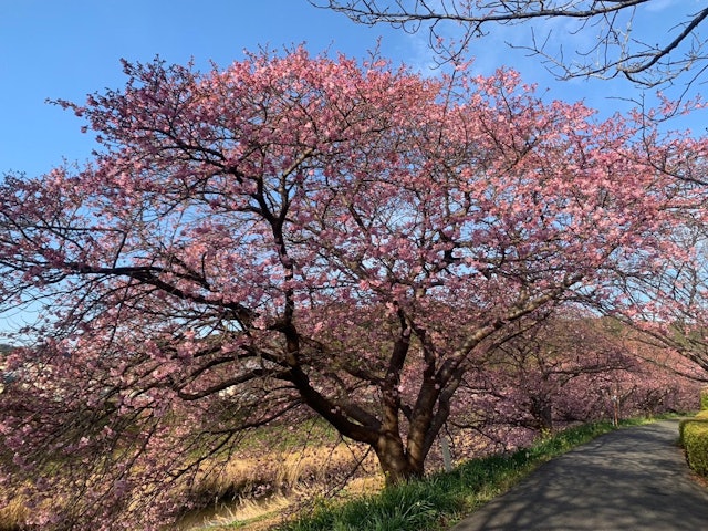 [画像1]第26回みなみの桜と菜の花まつり2/9　開花情報咲いていないところで「5～7分咲」、メイン会場周辺は「7分咲～満開」となっており、見頃となりました。お出かけになる際は、予定を変更することをオススメいた