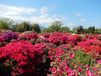 [Image1]【Isehara Flower Information】4.12Courtesy of Sugiyama Doken Co., Ltd.,The azalea garden is now open t