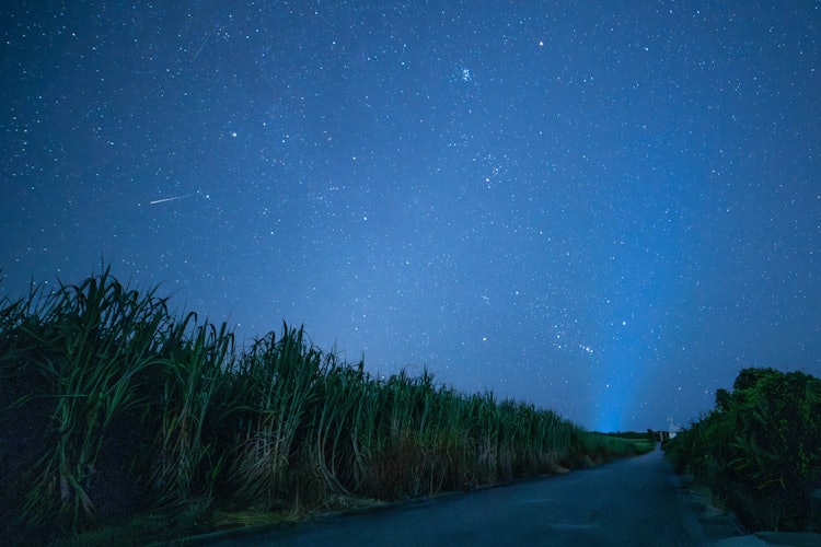 [画像1]ウージ畑とペルセウス座流星群 /沖縄県うるま市の伊計島に行く途中のウージ畑（さとうびき畑）から朝方撮った9月のペルセウス座流星群です☆彡 東からオリオン座も昇ってきました。 この日は雲もなく澄んだ空で