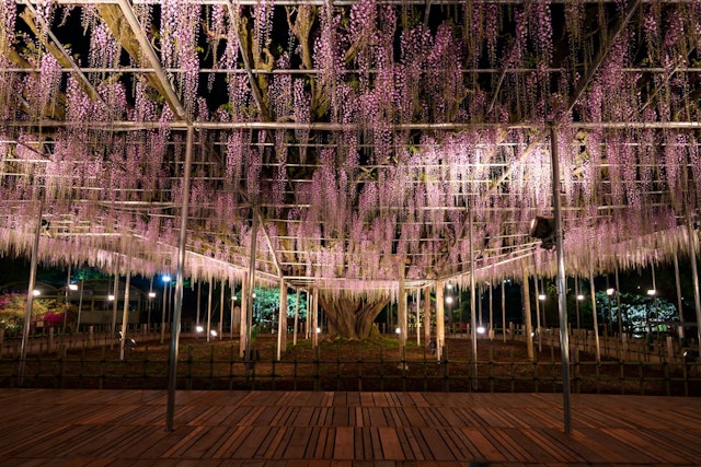 [Image1]Ashikaga Flower Park