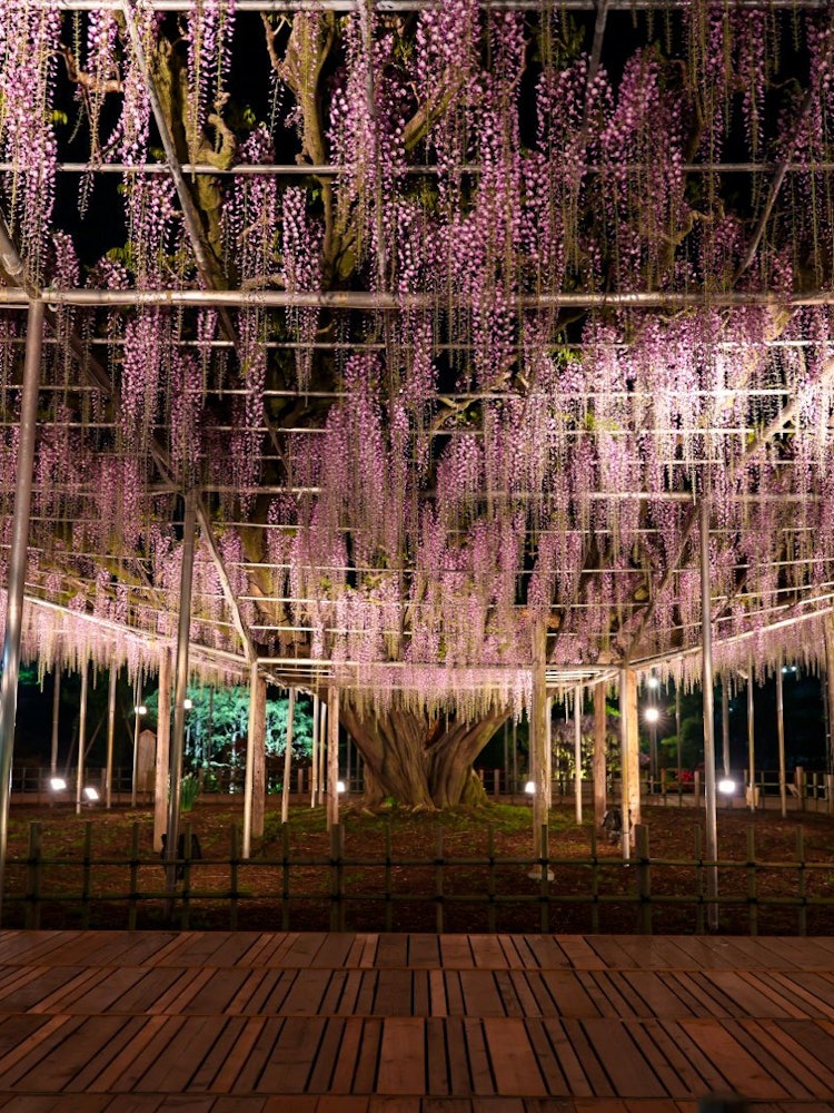 [相片1]足利花卉公园夜间照亮的“大长富士”日本。 枥木县。 足利市。2022.04.20
