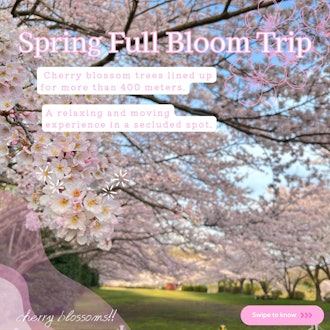 [이미지1]만개한 봄! 히가시이즈에서 볼 수 있는 400m의 '벚꽃 회랑'에서 박력 만점의 체험을 할 수 있습니다!