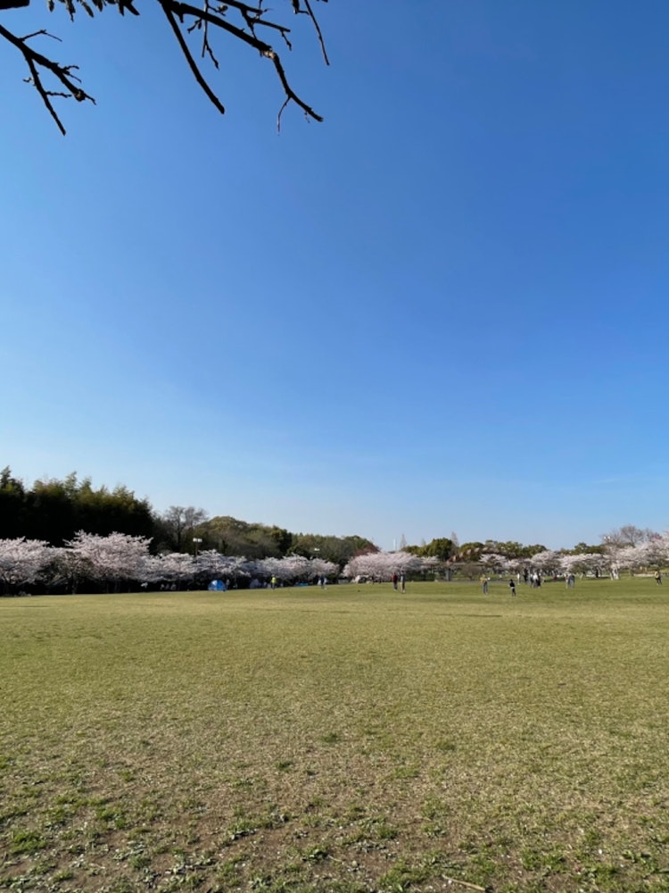 [Image1]This is a photo of cherry blossoms in Asahi Park in Chita City, Aichi Prefecture.Every year at this 