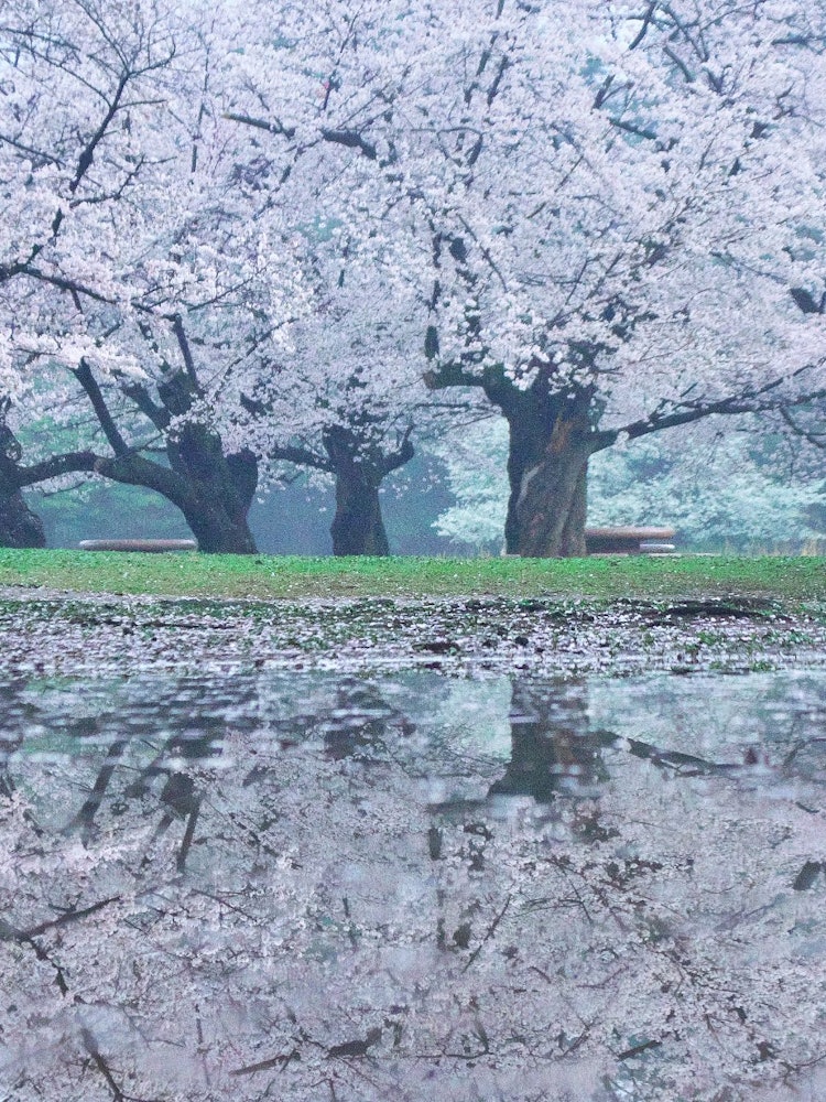 [相片1]春天的紀石 雨後看到的美景