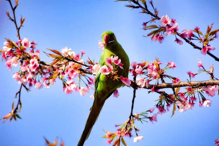 [相片1]在春天，看着鸟儿在樱花中兴奋是一种乐趣——很高兴能捕捉到粉红色的樱花框鸟时刻。这是鸟类的春季盛宴。这张照片是在练马的大泉中央公园拍摄的。