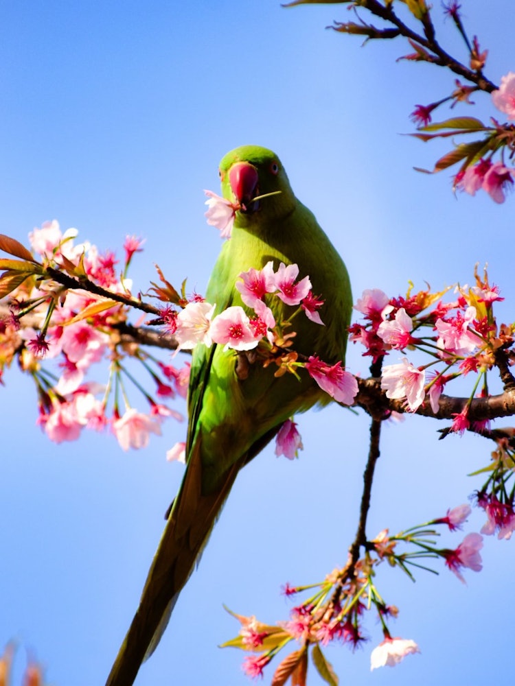 [相片1]在春天，看著鳥兒在櫻花中興奮是一種樂趣——很高興能捕捉到粉紅色的櫻花框鳥時刻。這是鳥類的春季盛宴。這張照片是在練馬的大泉中央公園拍攝的。