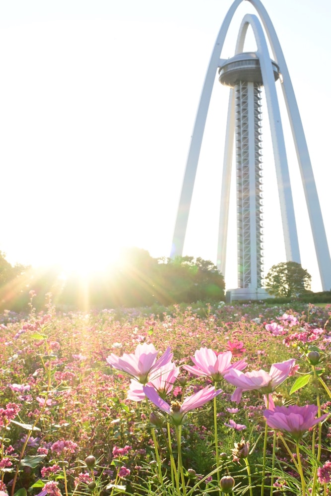 [이미지1]이치노미야, 아이치현138 타워 파크 ⛲️ 코스모스 🌸이날은 날씨가 쾌적해서 ☀️ 우주를 촬영할 목적으로 이곳을 방문했습니다.붉은 메밀 꽃도 짙은 분홍색으로 귀여웠습니다.2023/