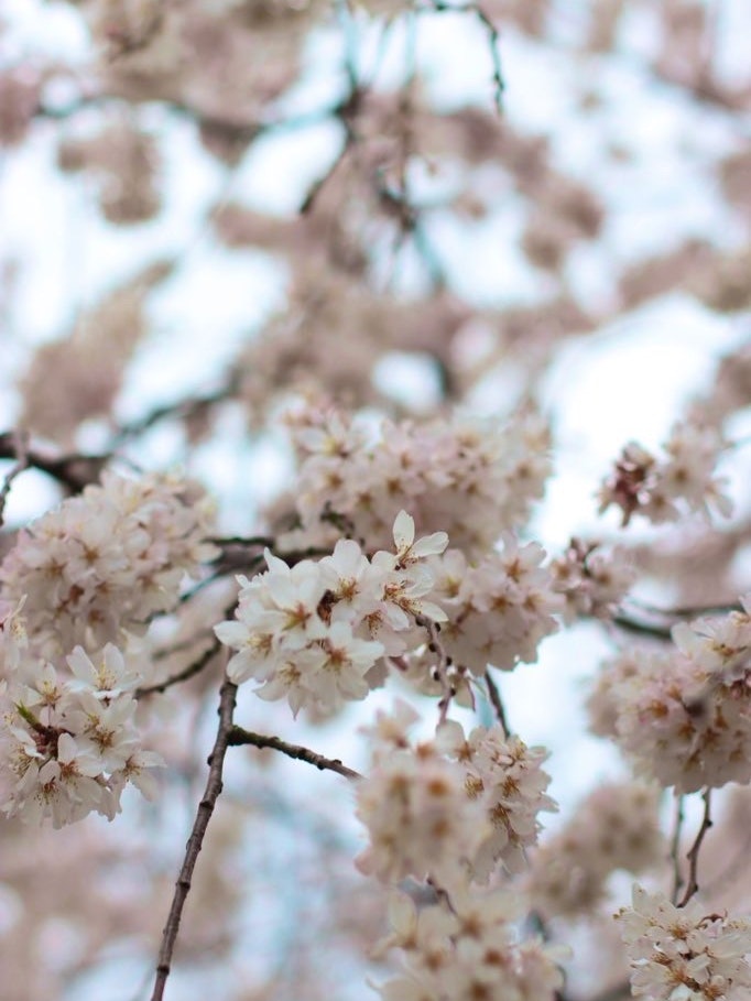 [画像1]早咲きの枝垂れ桜をﾊﾟｼｬﾘ! Σpω･´)下から見上げると…こんなアングルになった(*´ω｀*)