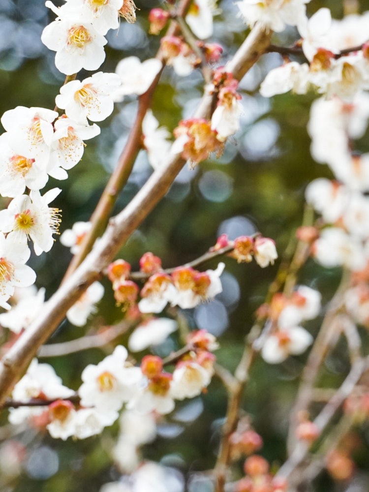 [Image1]A plum blossom I met during a walk.