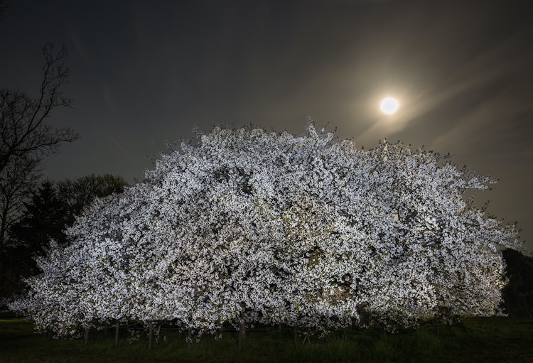 [이미지1]보름달이 뜨는 밤에 만개한 오시마 벚꽃