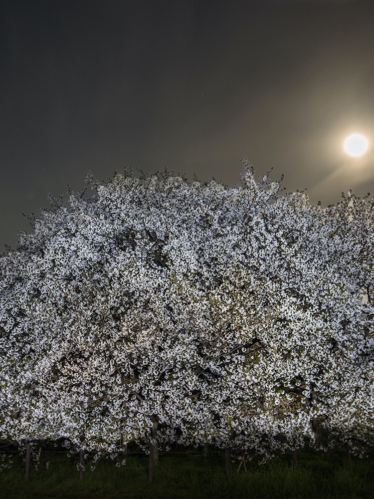 [Image1]Oshima cherry blossoms in full bloom on the night of the full moon