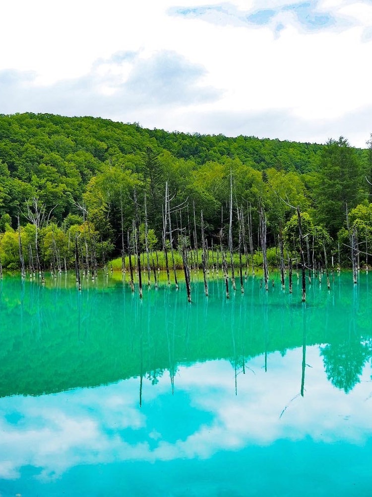 [Image1]Biei, Hokkaido Shirogane Blue PondThis is a place I definitely wanted to visit once when I visited A