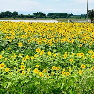 [Image2]It is a sunflower field in Otofuke.It shines in the blue sky.Bees were busy collecting nectar and ca