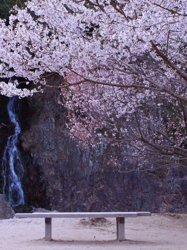 [画像1]栗林公園の桜。桜が見頃を迎えた栗林公園で撮影。この場所は、椅子に座って満開の桜と滝を眺めることができる癒しポイント。座るとゆっくり流れる庭園の時間と季節を感じることができました。撮影場所　栗林公園